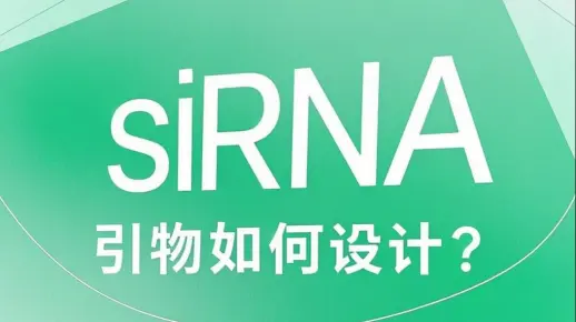 30S 速通 siRNA 引物设计，小白也能秒懂！简单又高效~
