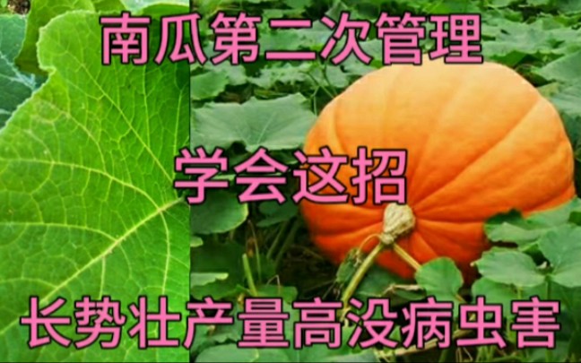 管理南瓜,学会这招,南瓜前期长势好,后期产量高哔哩哔哩bilibili