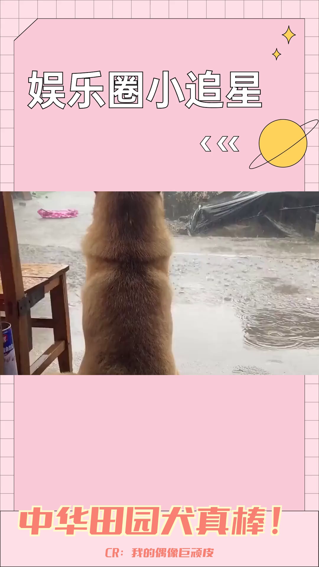 中国田园犬:守护中华大地的忠诚卫士哔哩哔哩bilibili