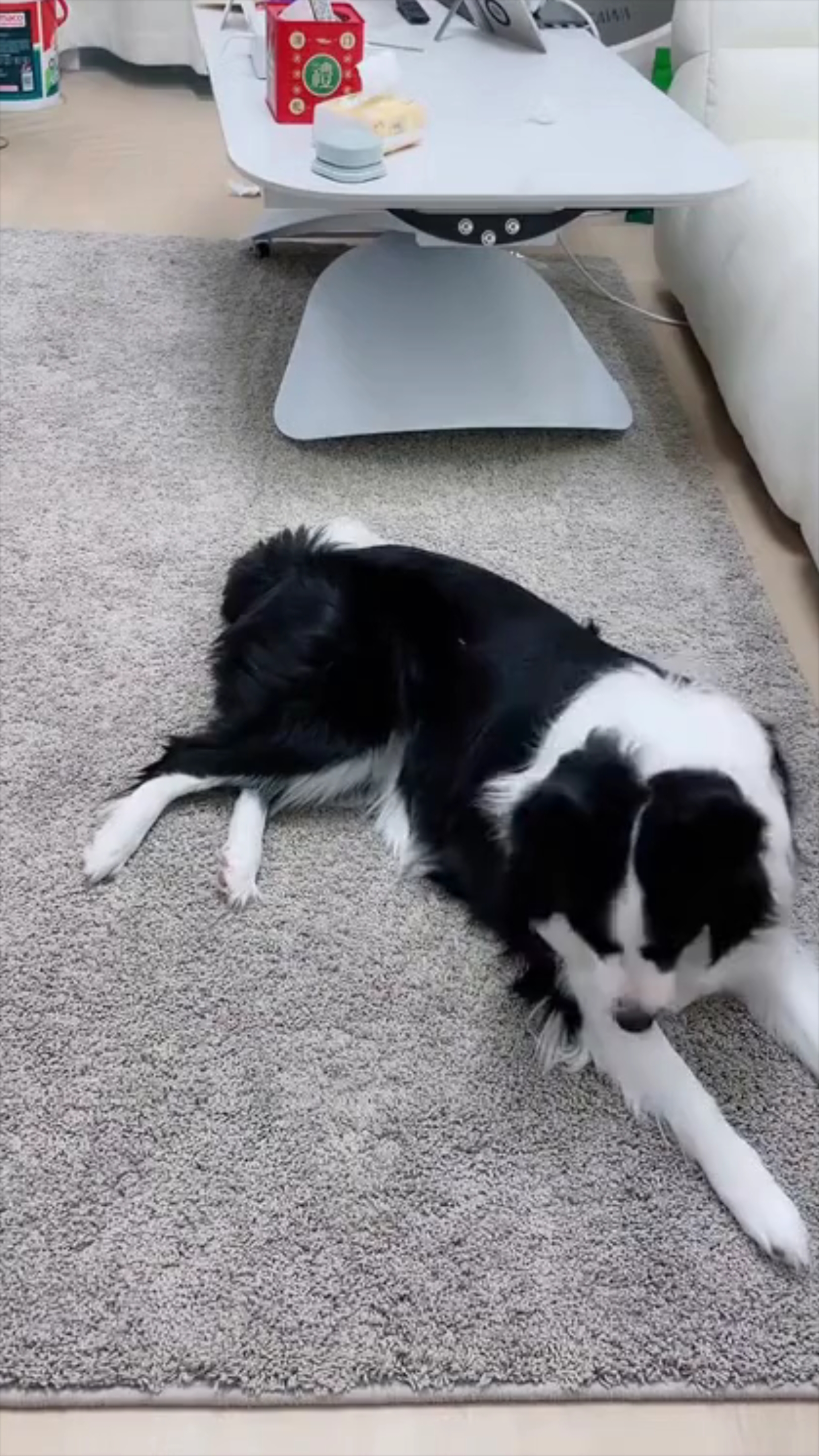 动物观察局2:2528我家有可爱的萌宠