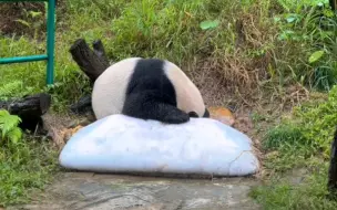 Скачать видео: 帅帅的熊教版顾头不顾腚的躲雨方式#230826阿莱夫拍熊猫 录屏