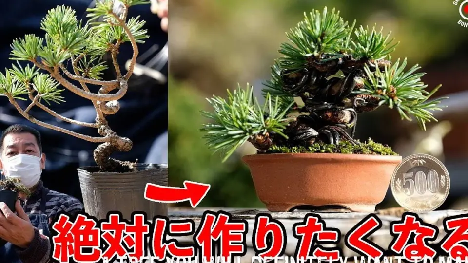 Bonsai diary】#158用采到的赤松制作迷你盆栽_哔哩哔哩_bilibili