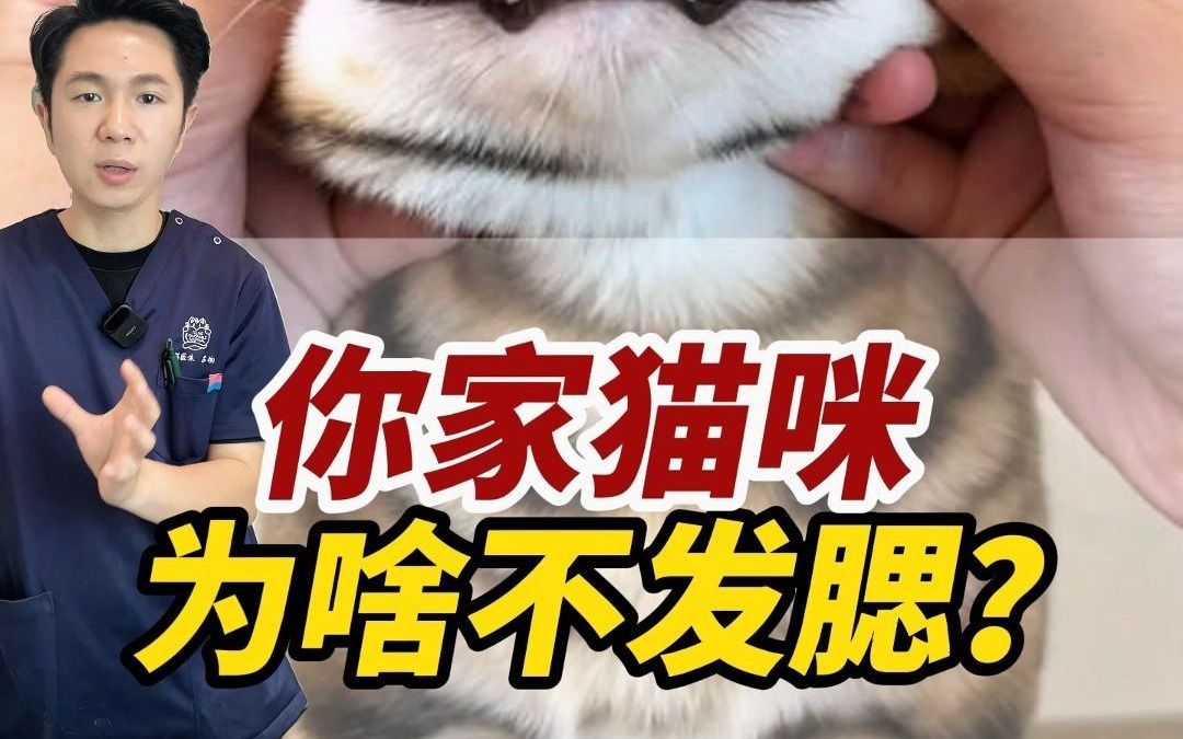 想要圆脸猫应该怎么挑?怎么做?哔哩哔哩bilibili