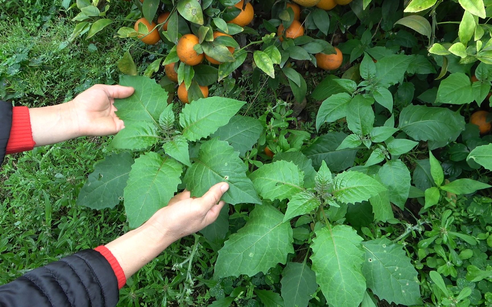 你吃過這種野菜嗎?學名叫龍葵,我的家鄉叫白花菜,你那裡叫什麼