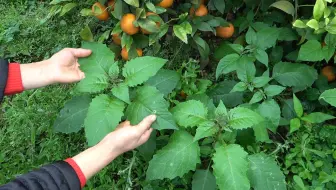 你那有人吃这种野菜吗 学名叫龙葵 土话叫白花菜 你那怎么叫 哔哩哔哩 Bilibili