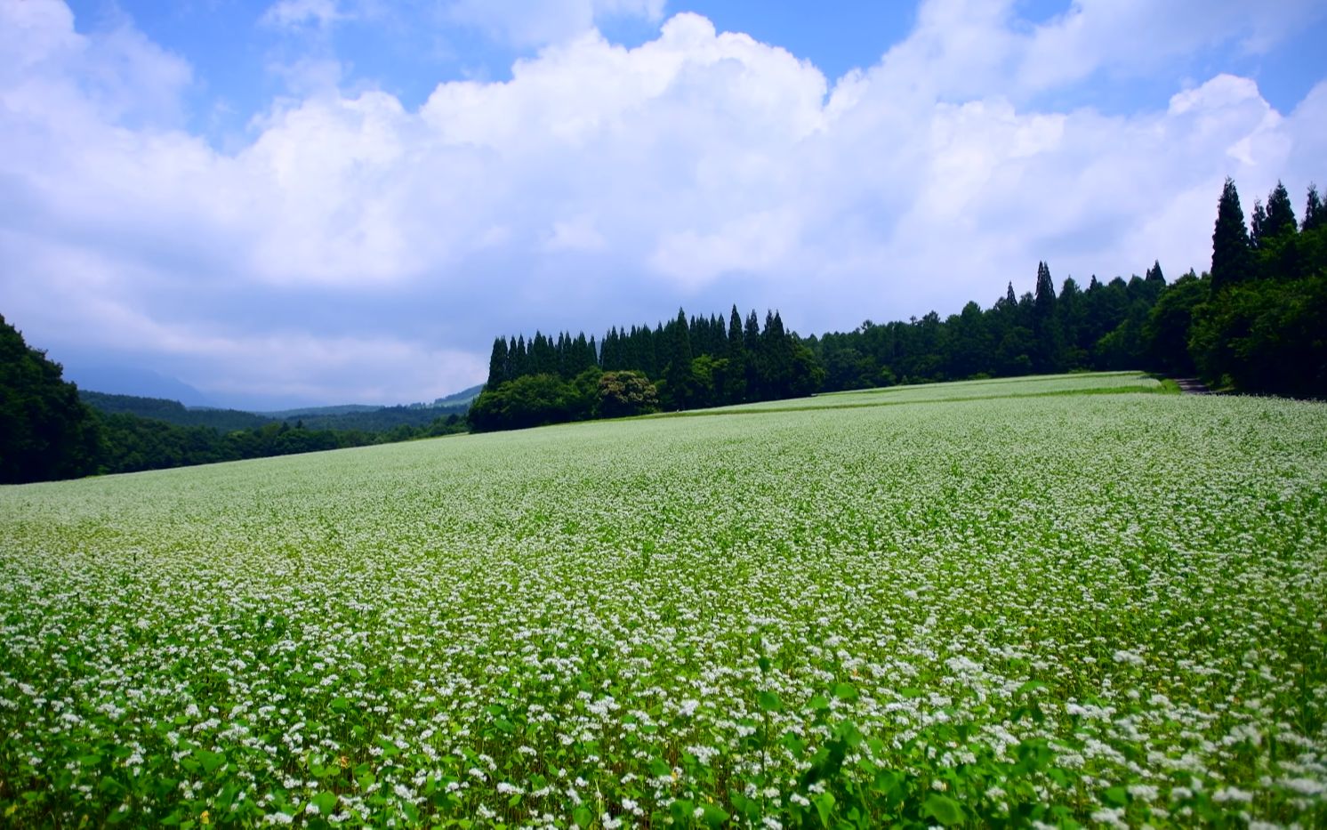 [图]【超清日本4K】一望无际的荞麦花 長野県・戸隠 2020/7【haruyuki onoue】