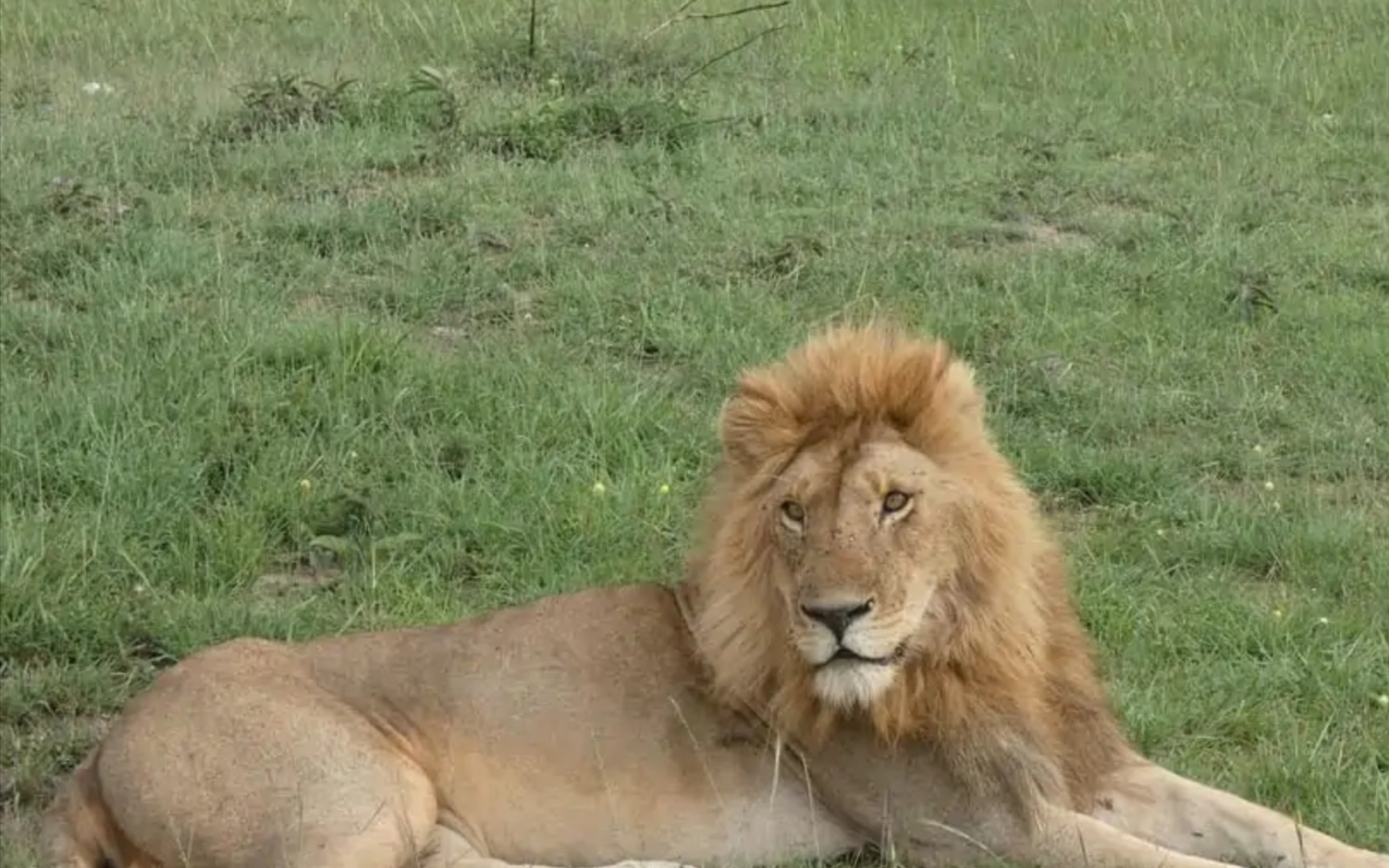 诺迟联盟后代小长矛雄狮,坚韧不拔 自强不息_哔哩哔哩_bilibili