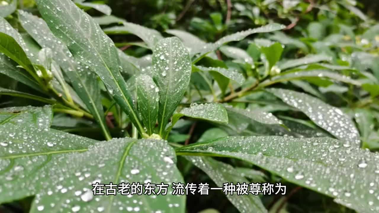 三七花的作用和功效,三七花&三七粉,你的养生新选择!哔哩哔哩bilibili