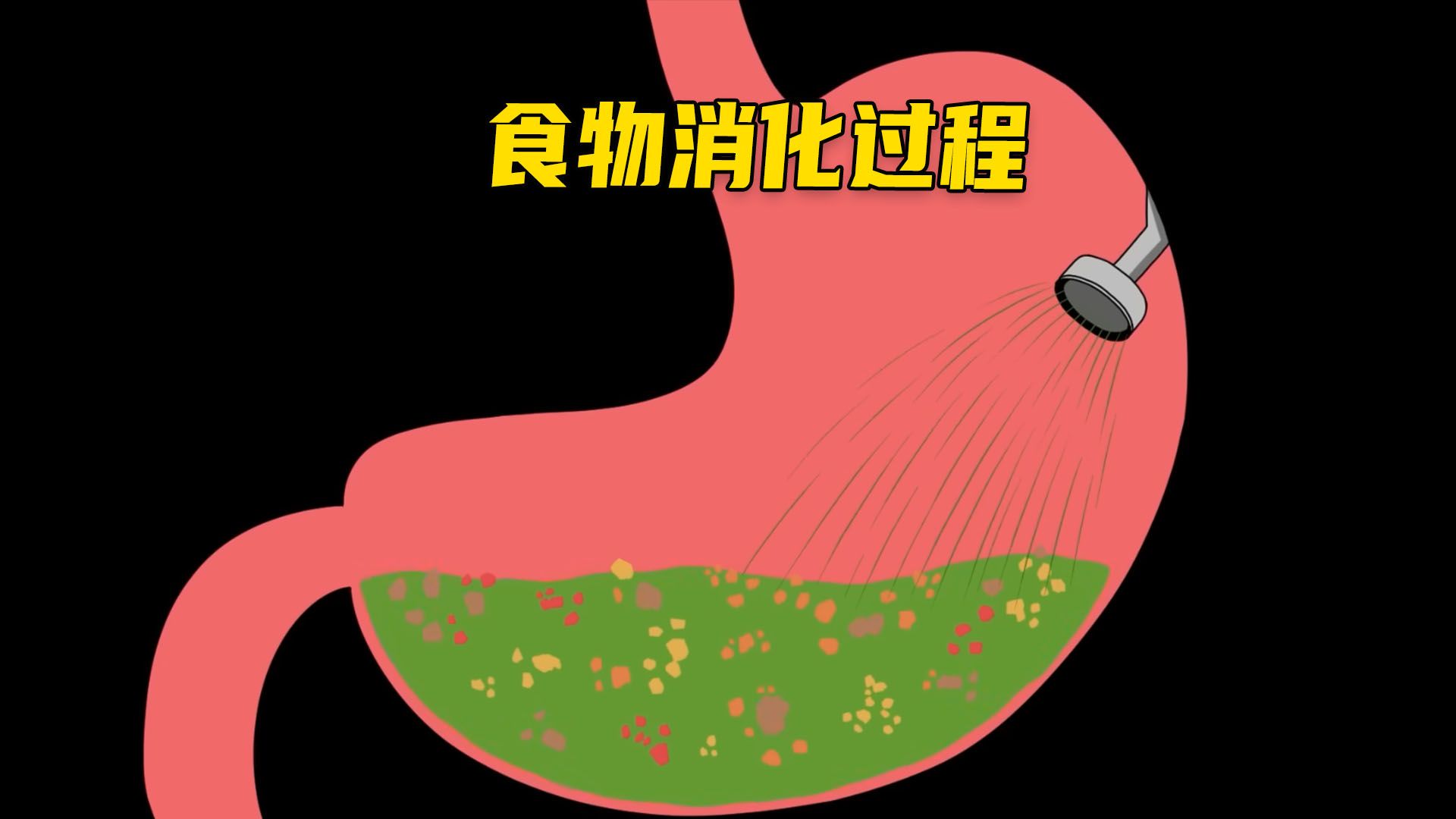 食物是如何消化的