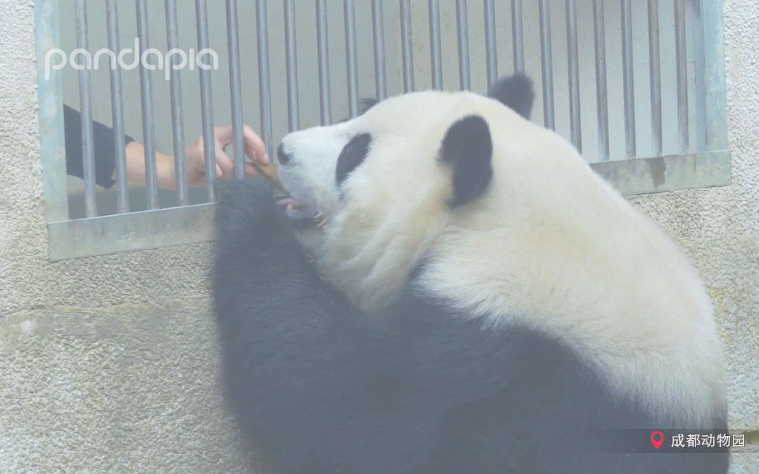 [图]《遇见你的熊猫》第40期 减肥，我月半囡可是认真的！！！