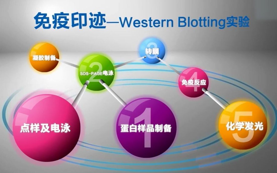 [图]【生物科研视频教程】免疫印迹Western Blotting