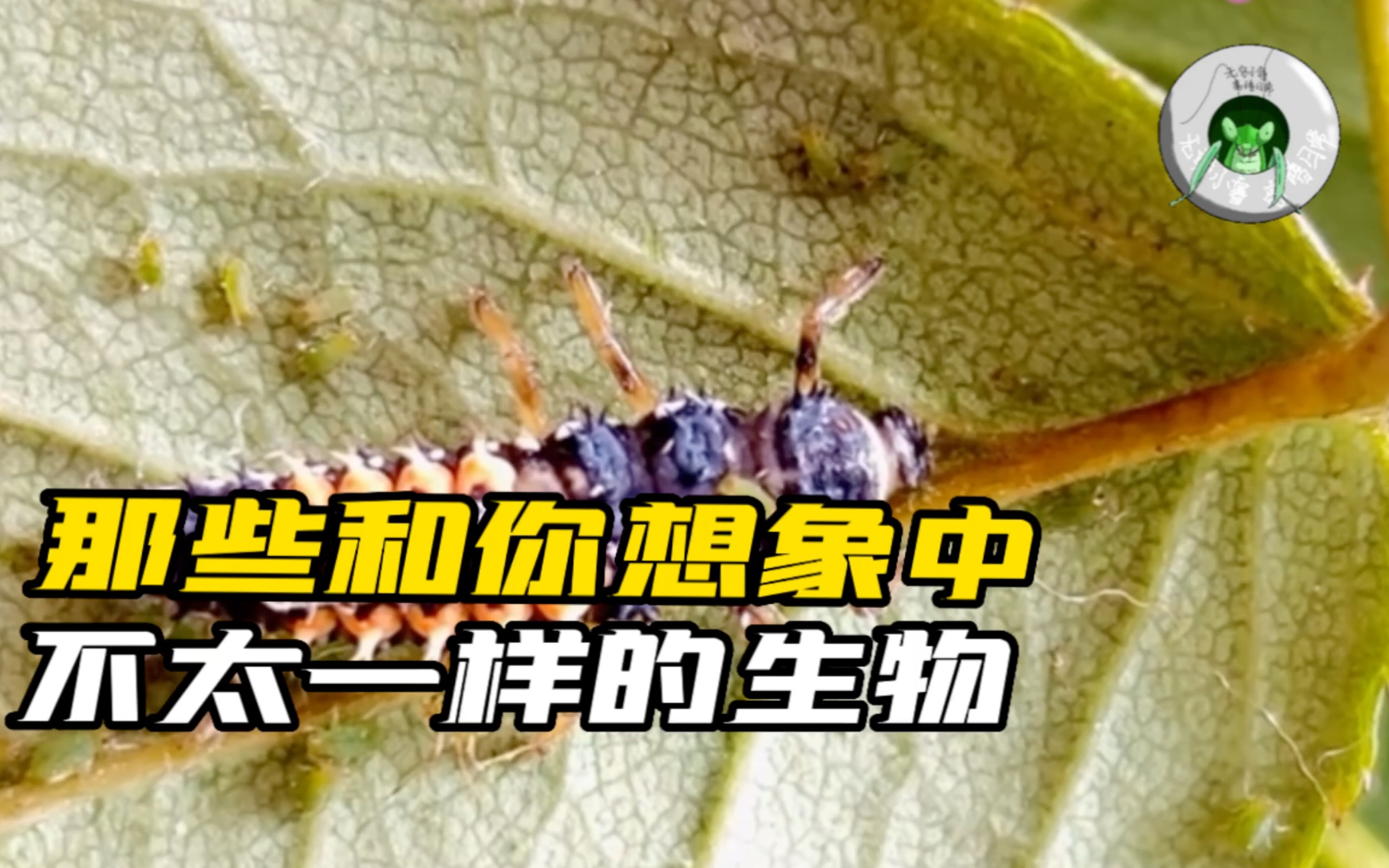 【那些不太一样的生物】(1):那些红黑相间的毛毛虫是什么?哔哩哔哩bilibili