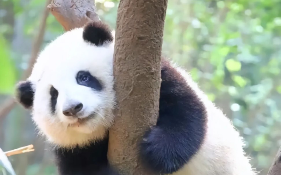 【熊猫和花】我们是花花,春天的花花