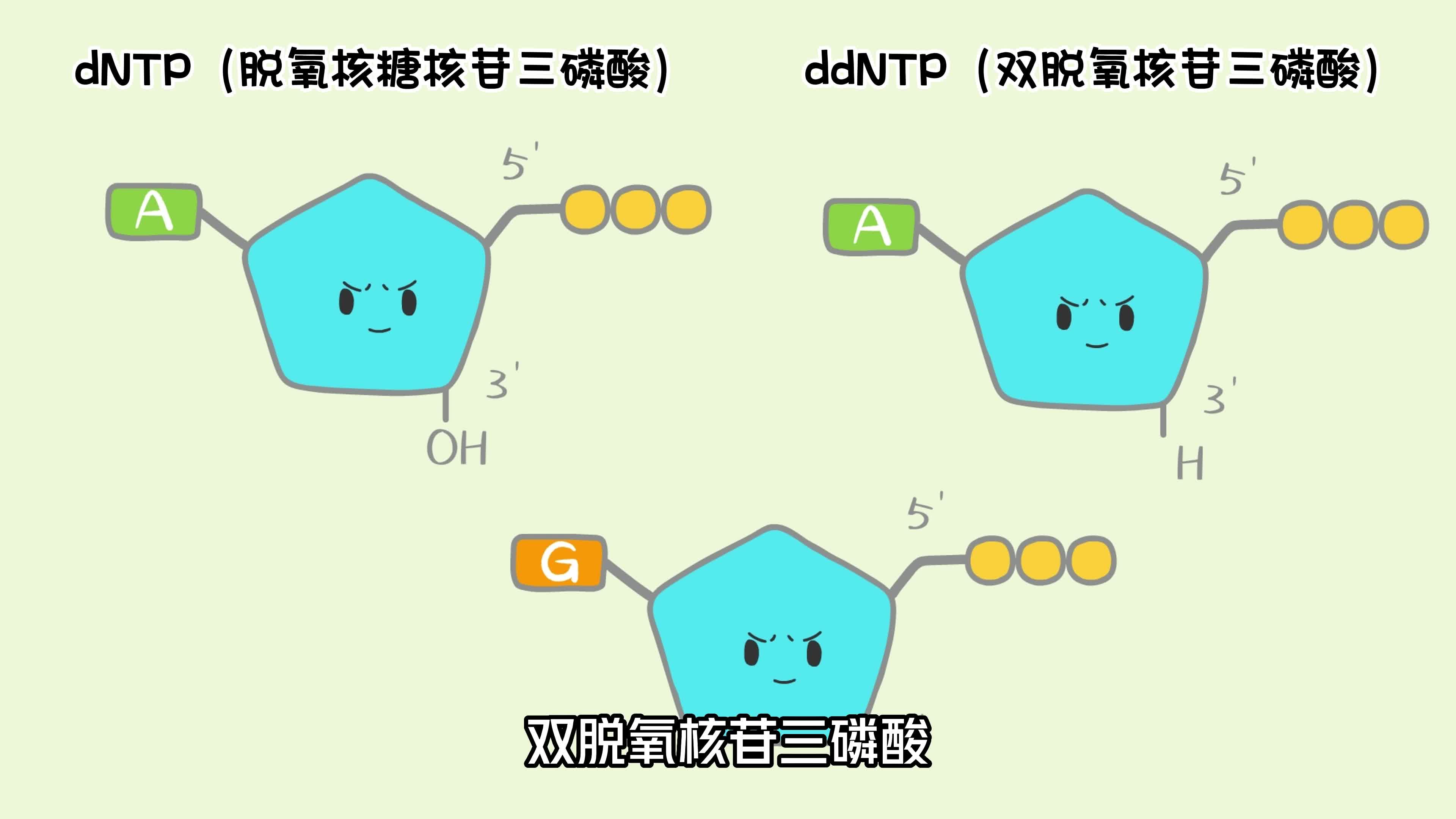 sanger测序原理——你知道科学家是如何破解你的基因的吗?哔哩哔哩bilibili