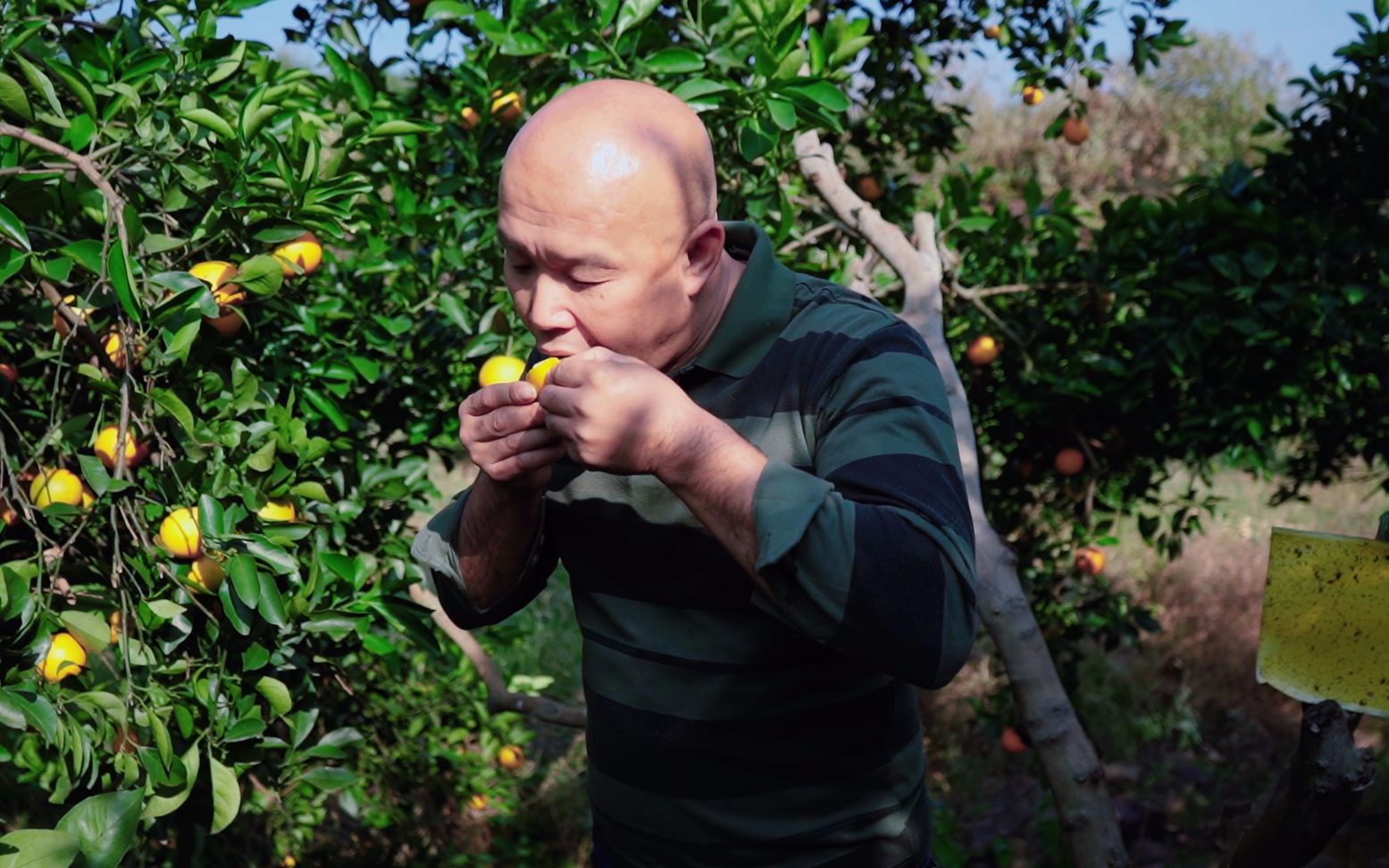 40岁农民橙园唱情歌,这首农村版红尘情歌听得太虐心_哔哩哔哩_bili