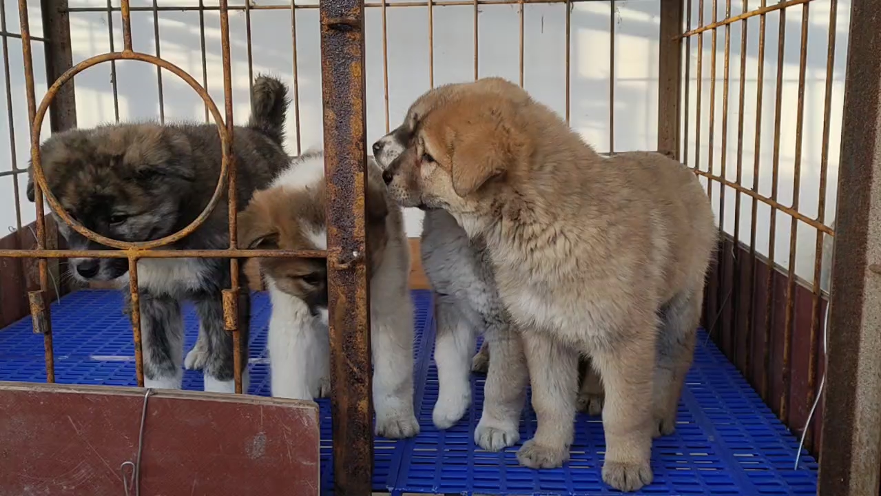 北方大笨狗幼犬