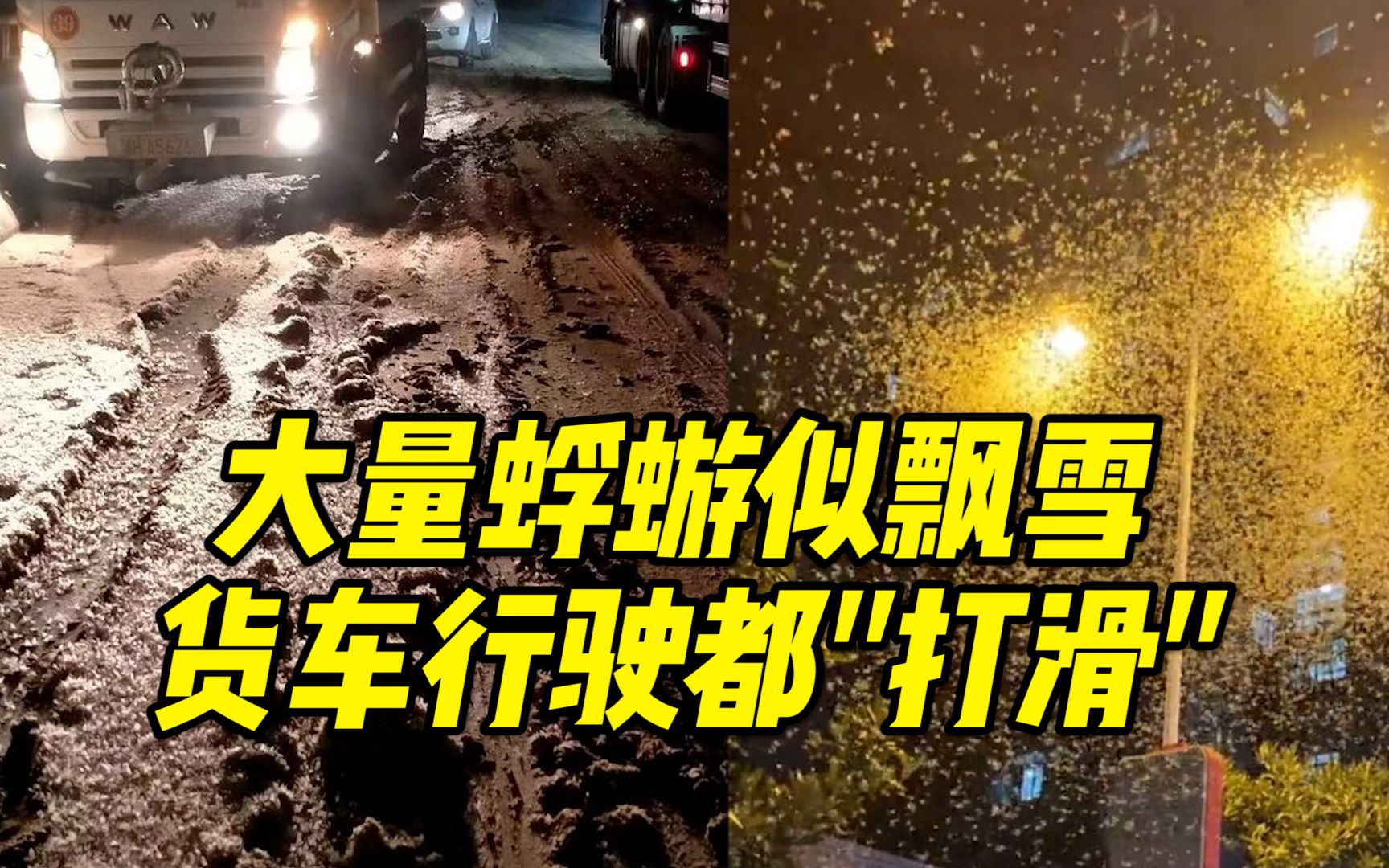 [图]湖南益阳出现大量蜉蝣酷似飘雪，专家解读：求偶行为，几天就没了