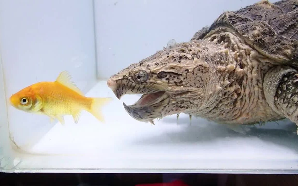 鳄鱼vs鳄龟!两个"坦克"疯狂咬!