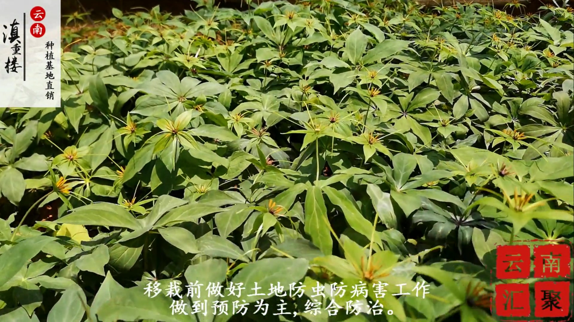 滇重楼七叶一枝花种植技术视频之小苗移栽哔哩哔哩bilibili