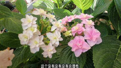 日本绣球 星花火 和 星之樱 花型有什么不同 园艺人对比看看 哔哩哔哩 Bilibili