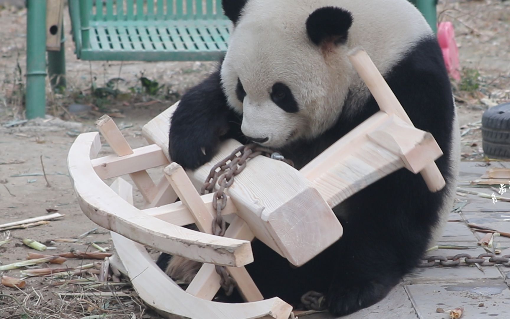 大熊猫萌兰 小木马登场第一天20191121(带了两个相机,所以画面颜色