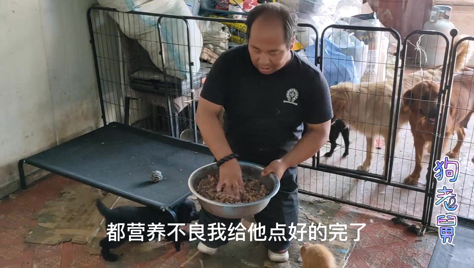 最幸福流浪狗狗老舅为小金豆们加营养希望它们能战胜病魔