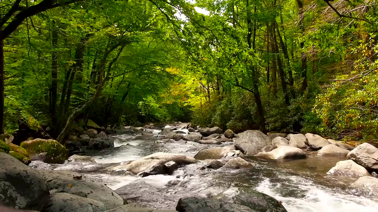 [图]【自然&放松】森林小溪与鸟声（55分钟）River & Deep Forest Sounds