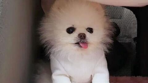 带博美小可爱去找其他狗狗串门啦 哔哩哔哩 Bilibili