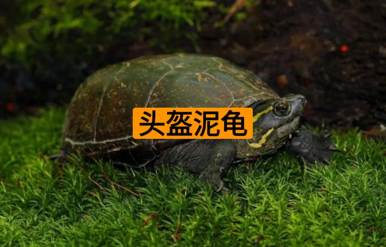 头盔泥龟,最喜欢的一种龟