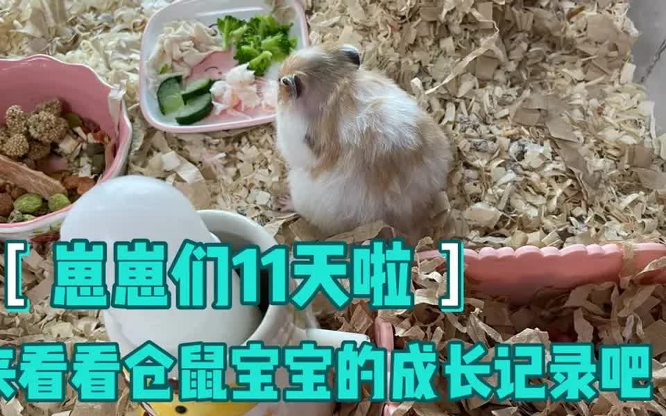 金丝熊仓鼠宝宝11天啦!快来看看它们的成长记录吧!颜值都超高!