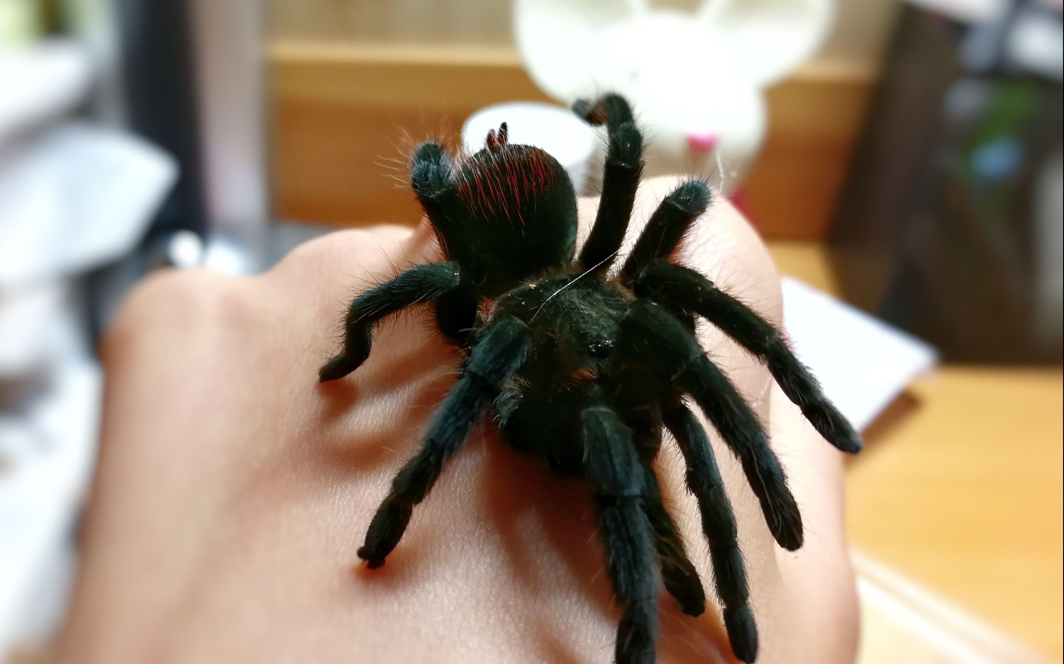 [墨西哥红尾开箱] 妹子养蜘蛛的凌乱日常| 不知道是谁寄的7cm可乐