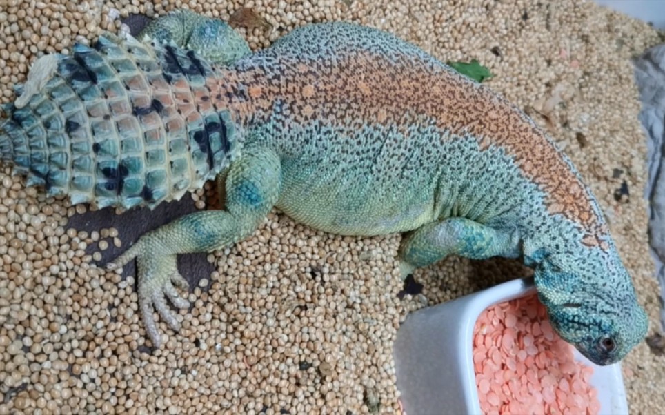 肥汤玛士王者蜥吃干粮