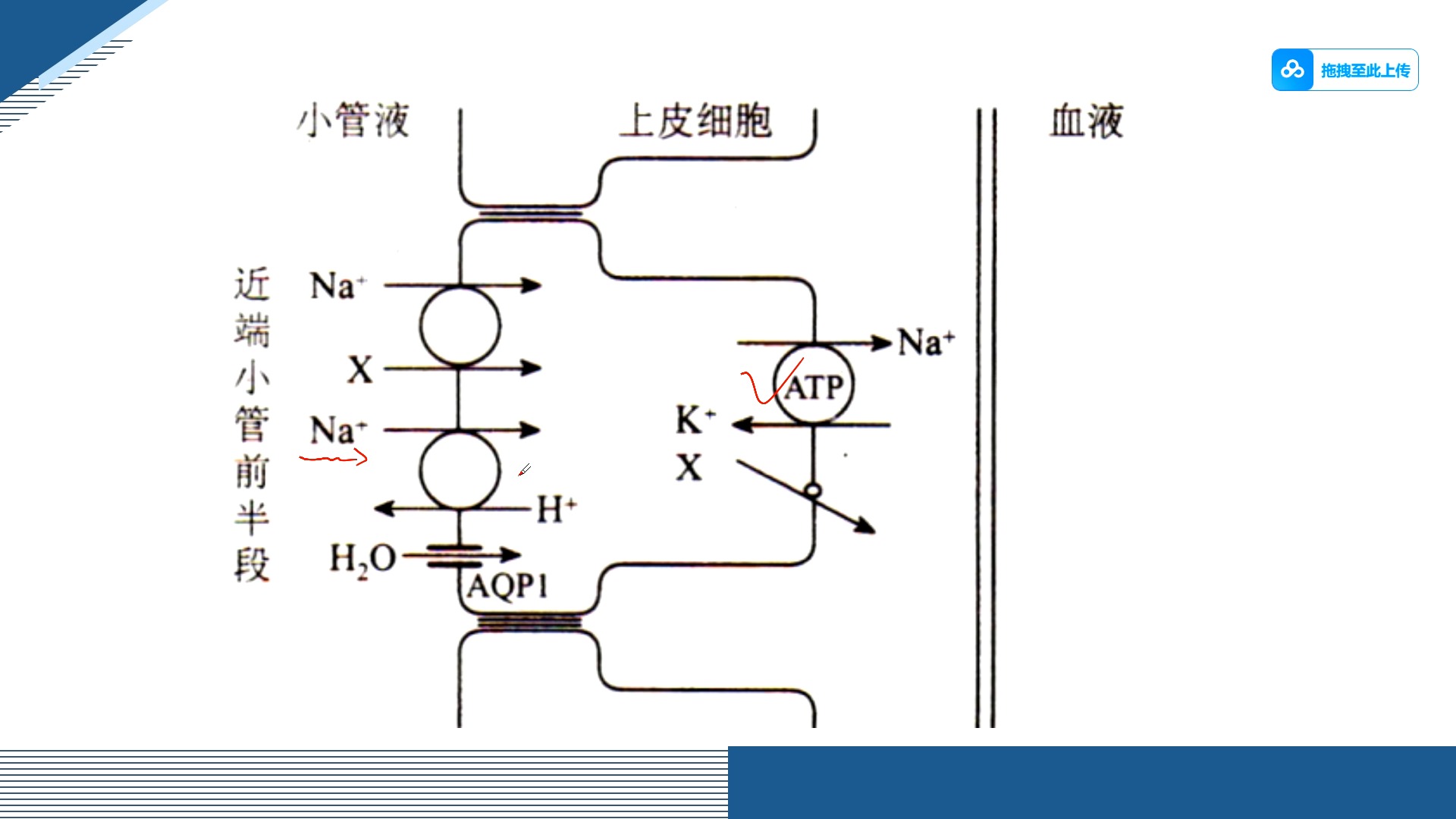 肾小管液图片