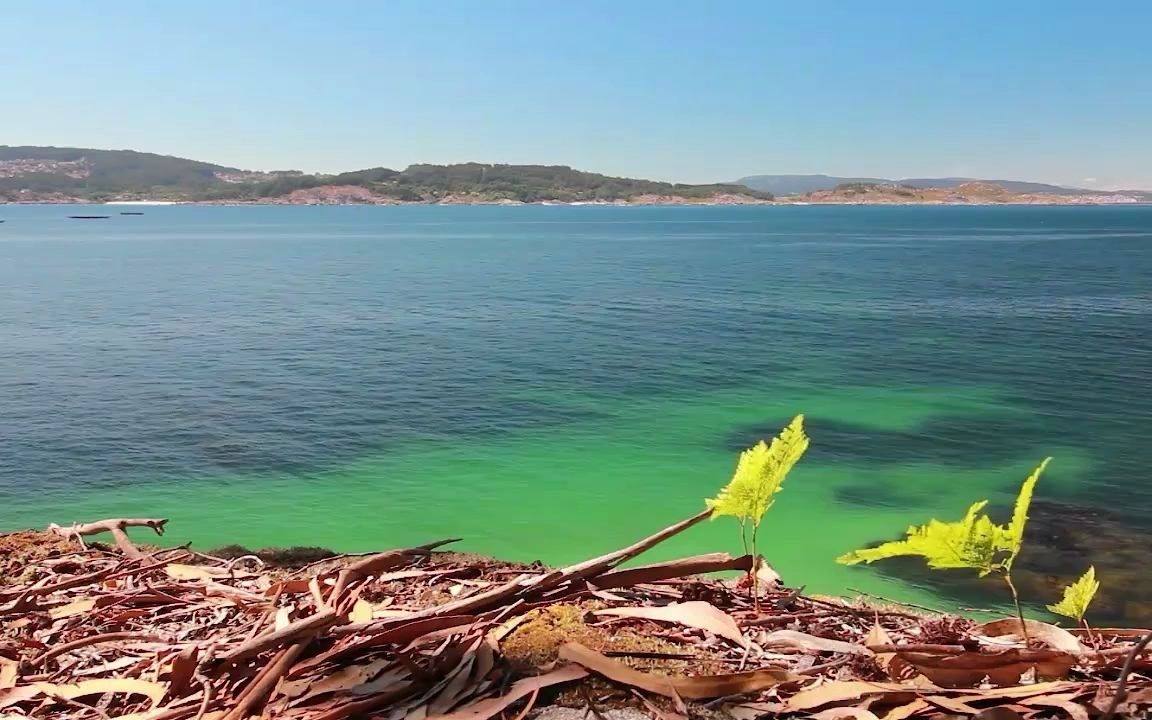 非暴力沟通(nvc)学习中心【2021冬季nvc共修实践小组(共12次-六周)】