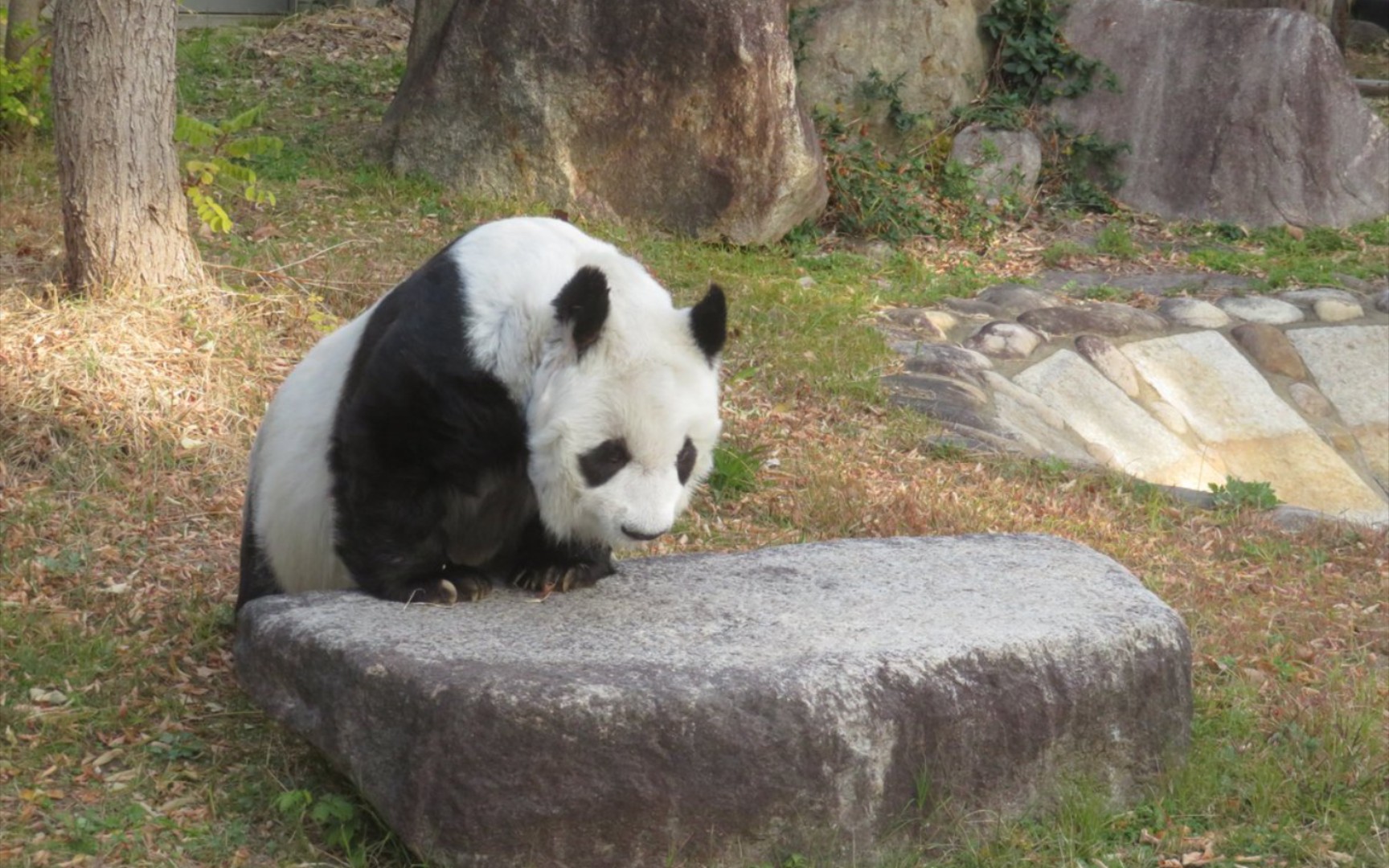 凶猫壁纸图片