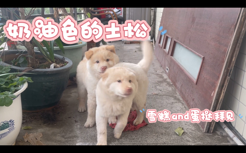 土狗也可以这么好看的啊,淡奶油色的中华田园犬哔哩哔哩bilibili