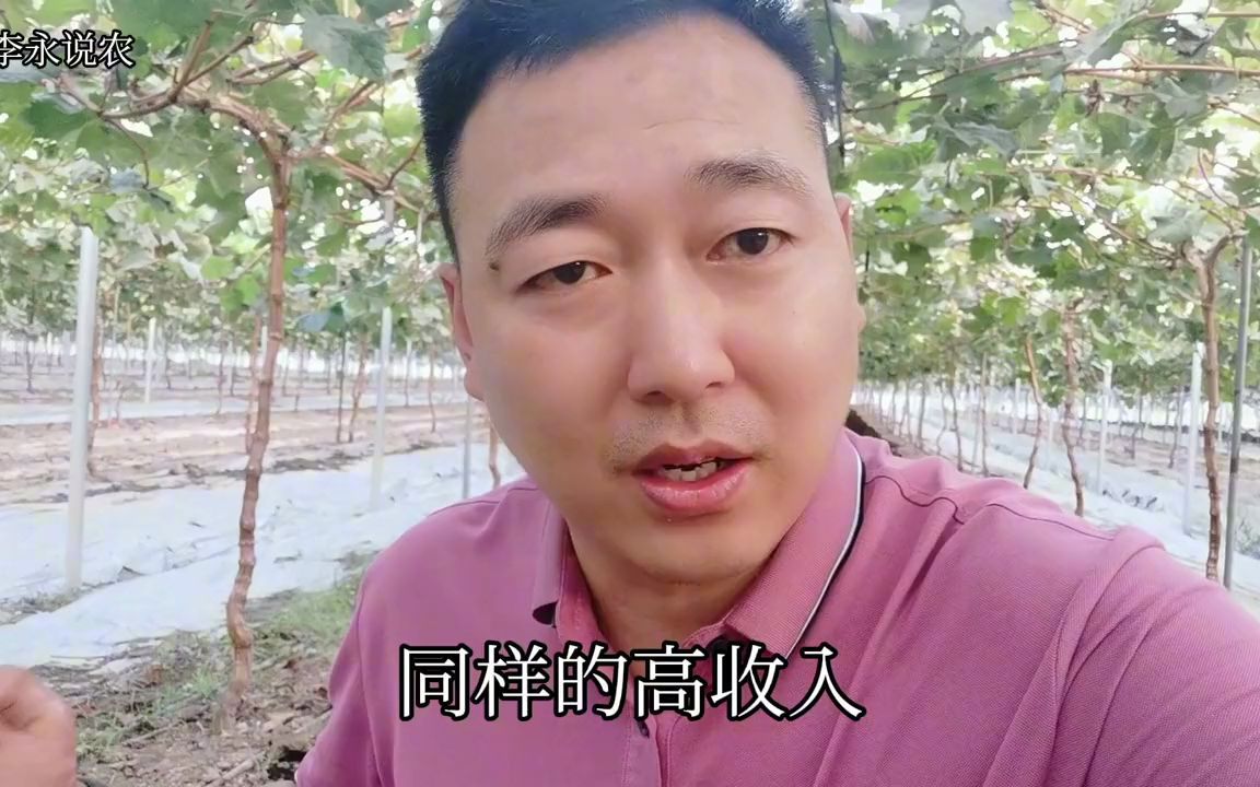 一亩地使用8吨牛粪,不但不臭还香的很!高投入必然伴随高收益哔哩哔哩bilibili