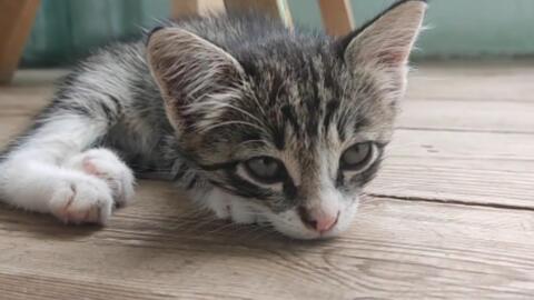 稀少的灰色狸花猫 哔哩哔哩 Bilibili