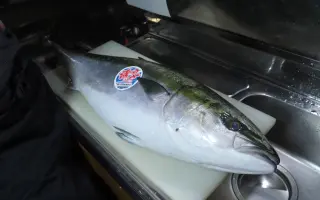 鰤鱼 搜索结果 哔哩哔哩 Bilibili