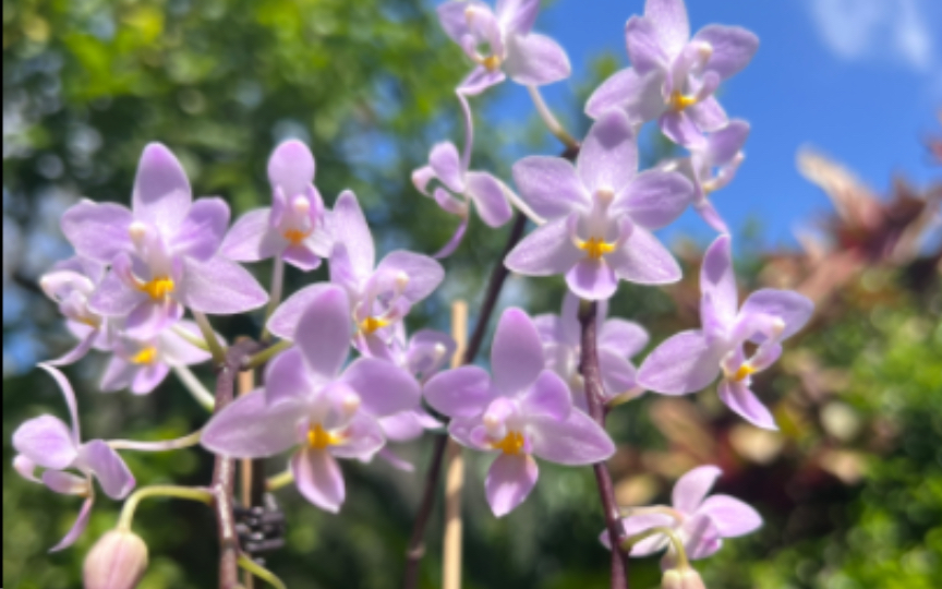 最美的姬蝴蝶兰