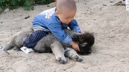 大型纯种猎犬护卫犬高加索牧羊犬幼犬俄罗斯纯种护卫犬高加索牧羊犬哔哩哔哩bilibili