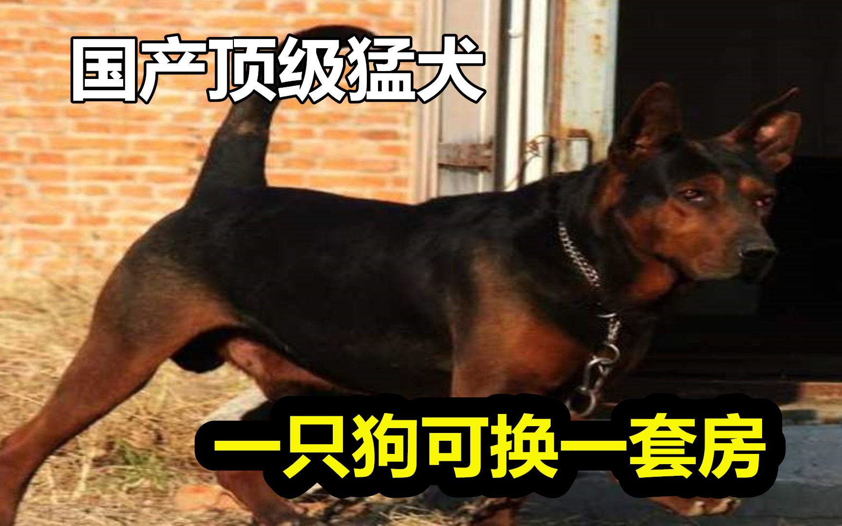 国产头号猛犬莱州红,战斗力碾压马犬德牧,70年代一只狗可换一套房哔哩哔哩bilibili