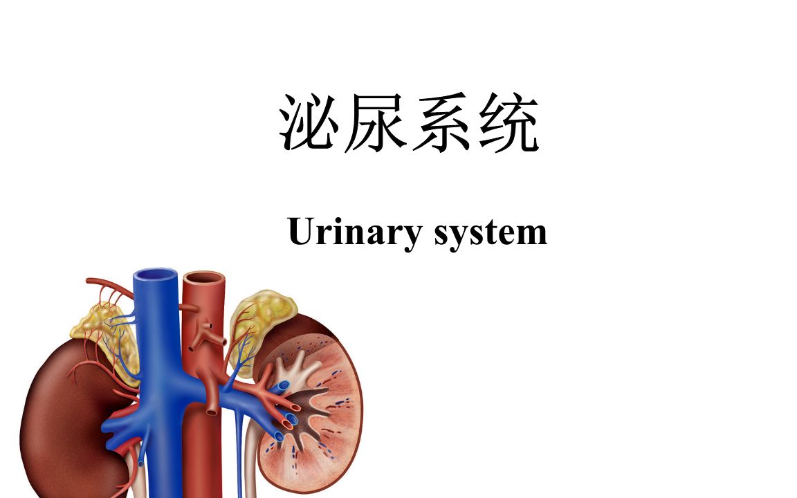 泌尿系统精讲【第13课】泌尿、男性生殖系统先天性畸形及其他疾病哔哩哔哩bilibili
