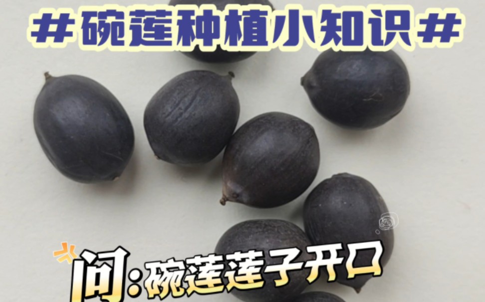 【第053期】碗莲莲子必须开口才能种,由于莲子外表坚硬且光滑,新手