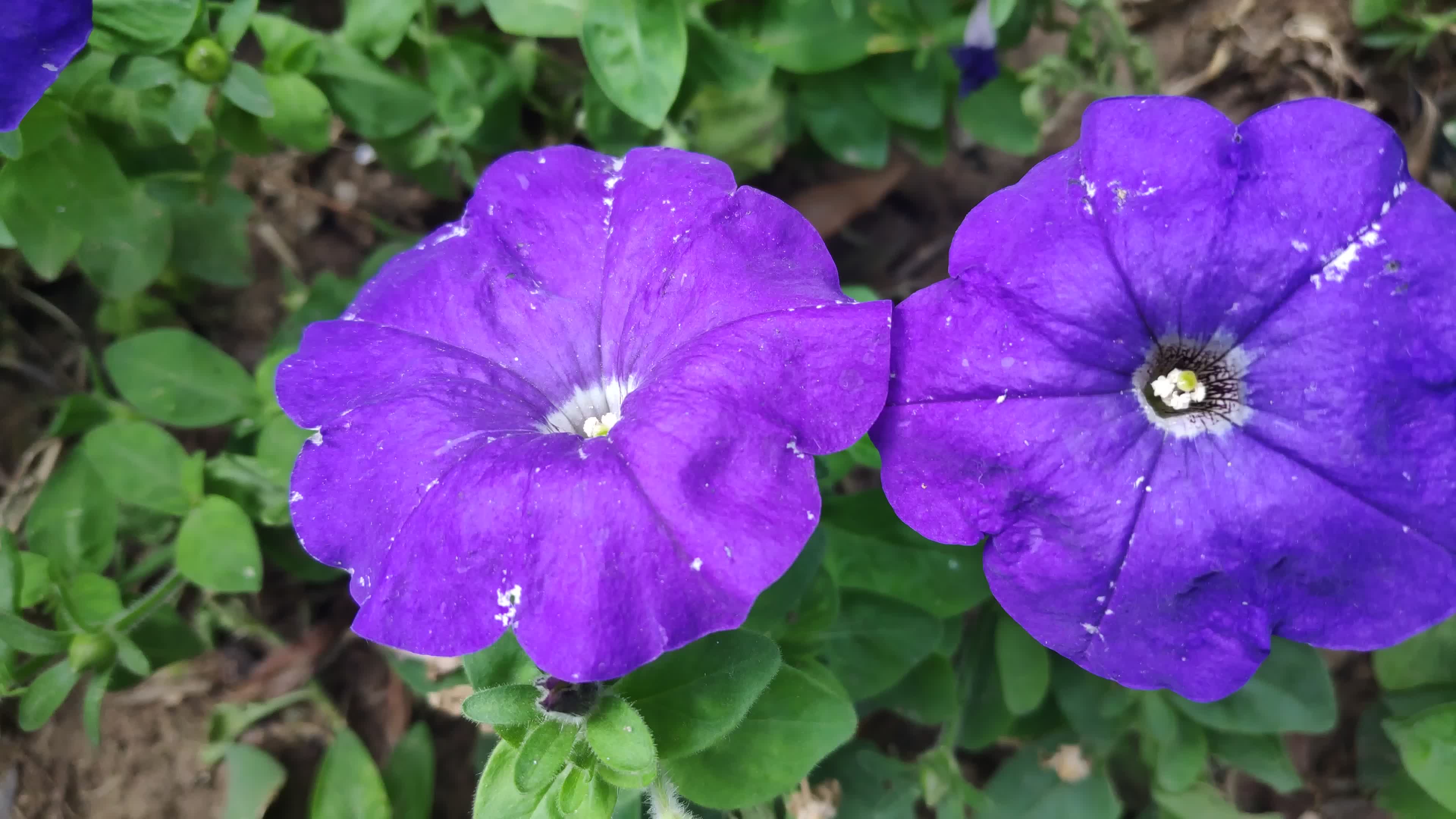 幽蓝色的矮牵牛,后海荷花市场垂杨柳,钢琴曲《天空之城》
