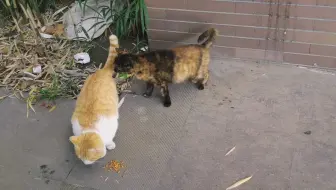 下饭警告 实拍肥橘吃粮 后面白猫都馋哭了 哔哩哔哩 Bilibili