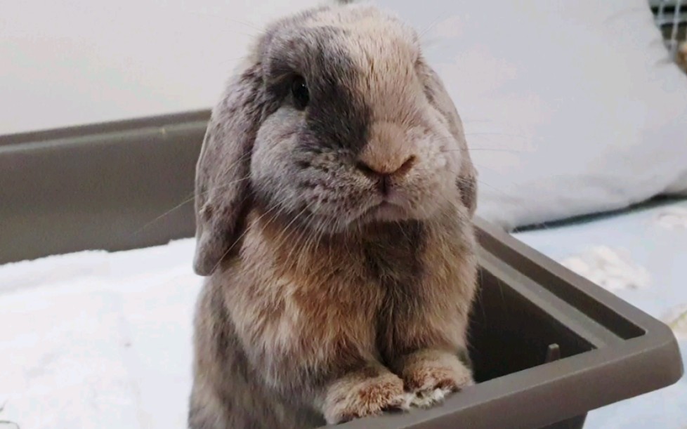 兔子有谁想来摸摸球宝宝的小脑袋吗