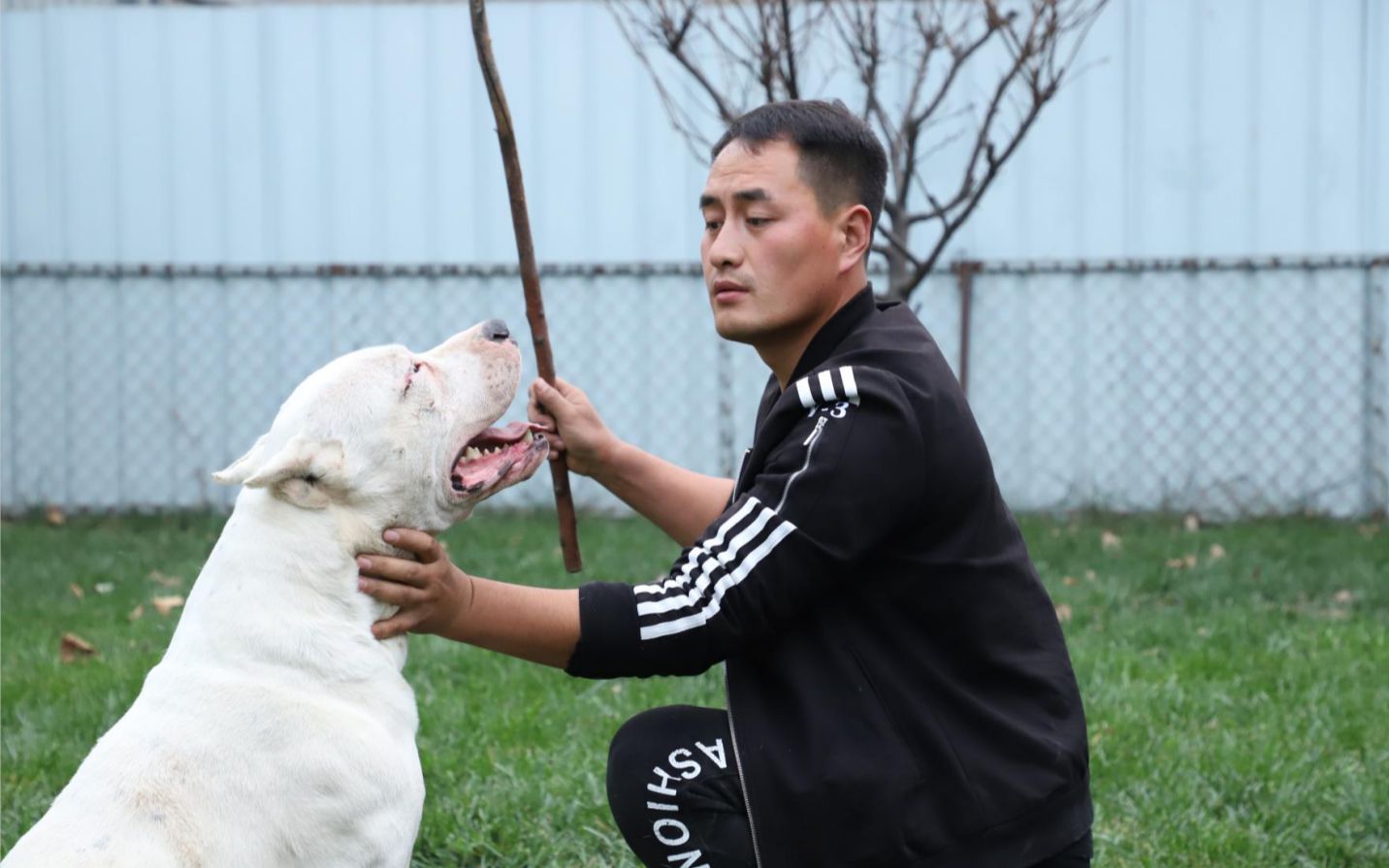 【杜高犬】如果狗狗犯错了,拿棍子狠狠打一顿行不行?哔哩哔哩bilibili