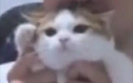 帮帮 花生米 当两只青春期猫都觉得对方的行为更酷之后 哔哩哔哩 Bilibili