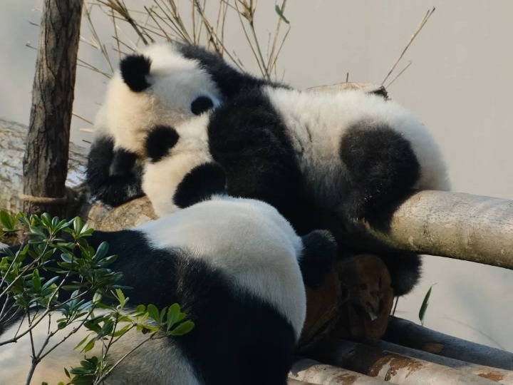 两个车座子原来是怡云的宝宝哔哩哔哩bilibili